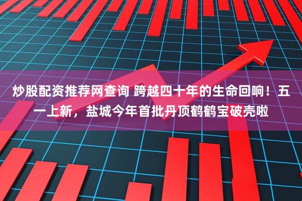 炒股配资推荐网查询 跨越四十年的生命回响！五一上新，盐城今年首批丹顶鹤鹤宝破壳啦