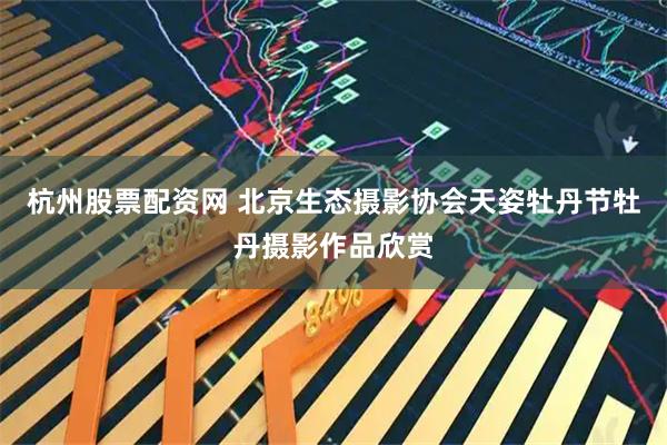杭州股票配资网 北京生态摄影协会天姿牡丹节牡丹摄影作品欣赏